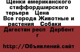Щенки американского стаффордширского терьера › Цена ­ 20 000 - Все города Животные и растения » Собаки   . Дагестан респ.,Дербент г.